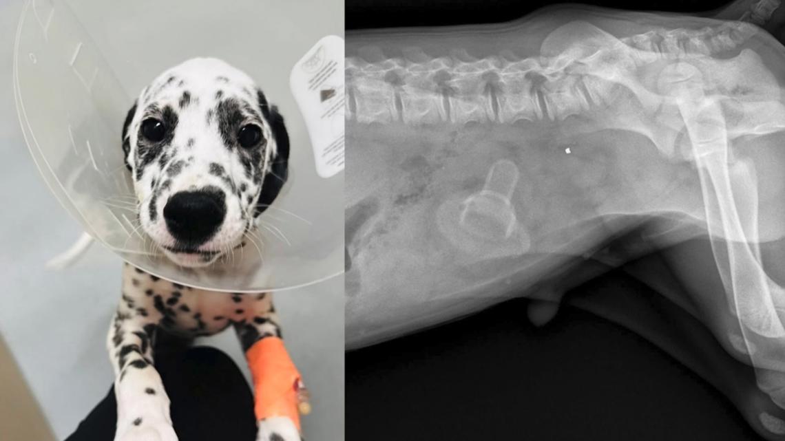 He ate what? Dalmatian puppy gets some help from Idaho Humane Society after eating something odd