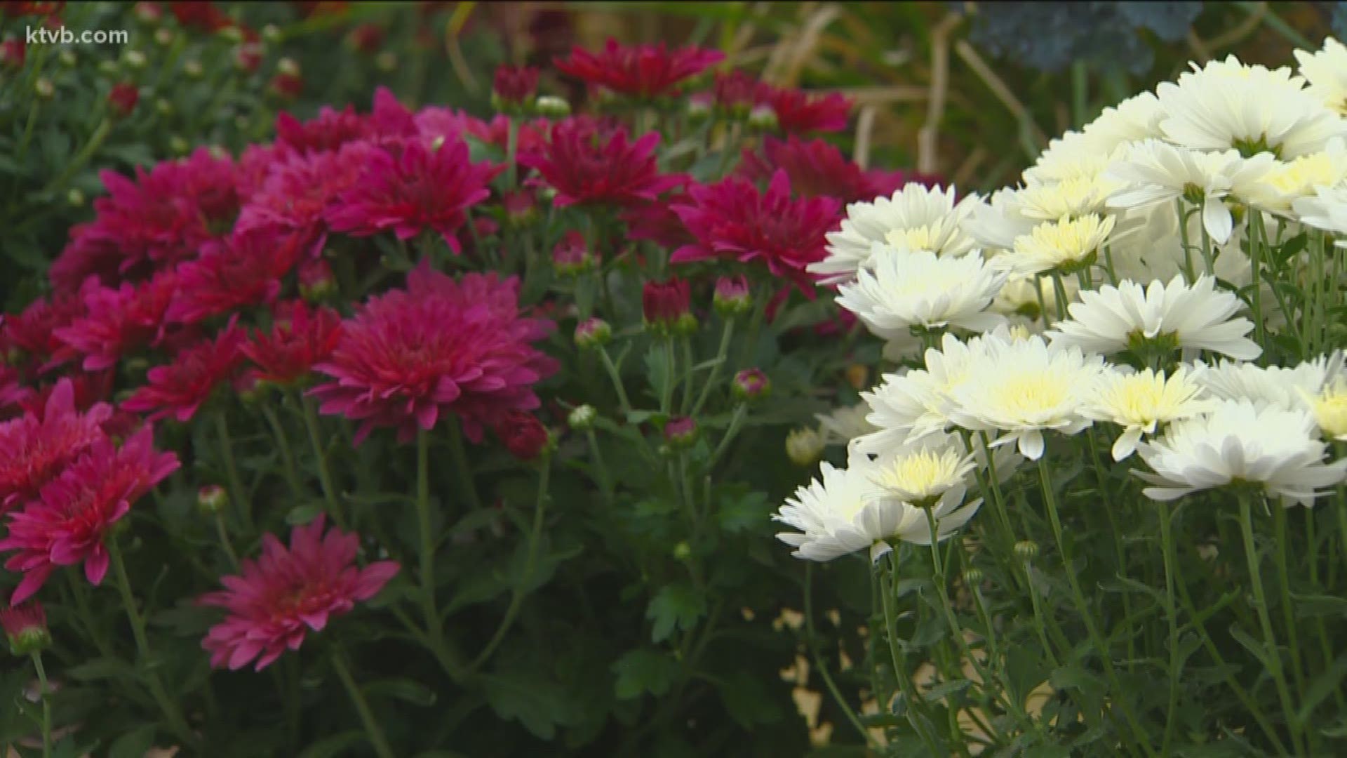 Jim Duthie gives an idea of which plants can bring a splash of color to your yard and garden.