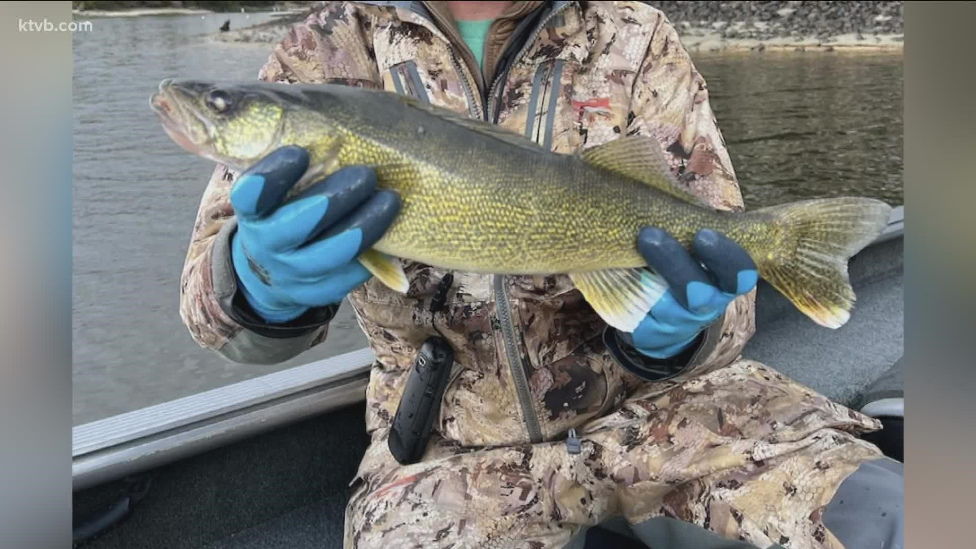 After finding Walleye fish in Lake Lowell and Lake Cascade, Idaho Fish and Game asks anglers to report any walleye catches.
