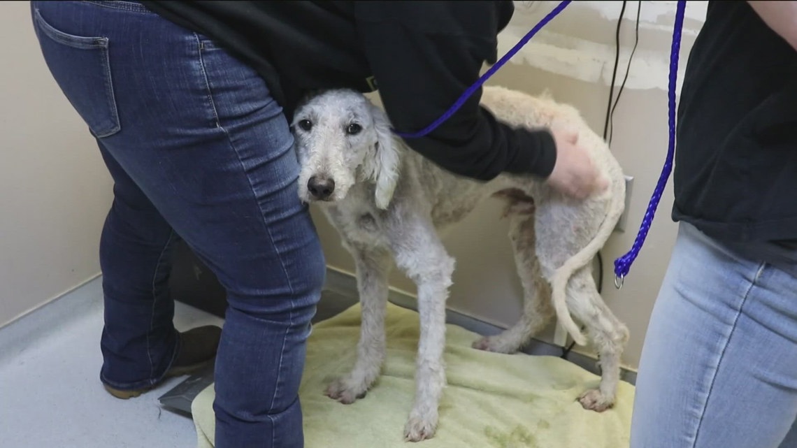 Nearly 120 poodles surrendered by breeder to Idaho Humane Society