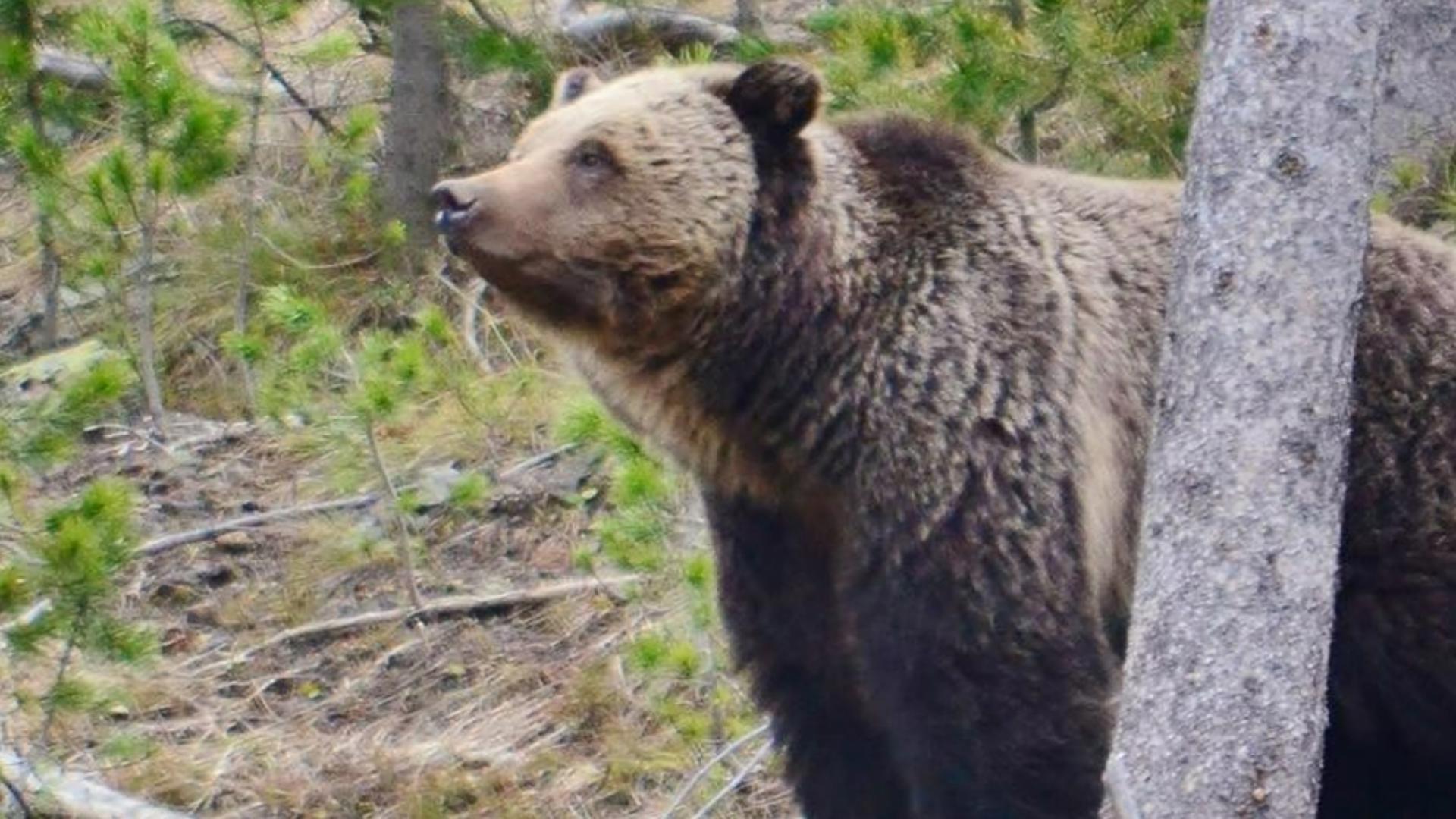 Idaho Fish and Game said an elk hunter was walking through brush Saturday when a grizzly, yards away, charged at him. The hunter shot and killed the grizzly.