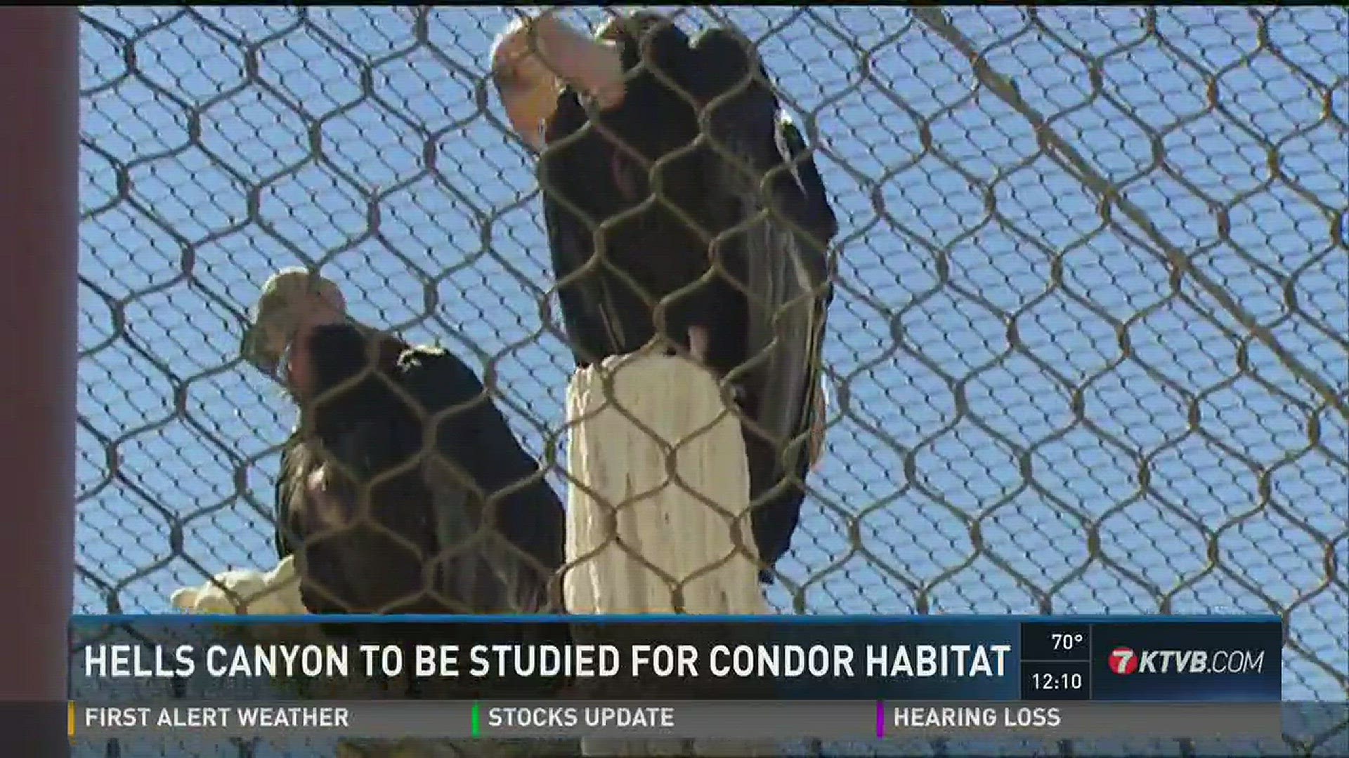 Hells Canyon to be studied for Condor habitat