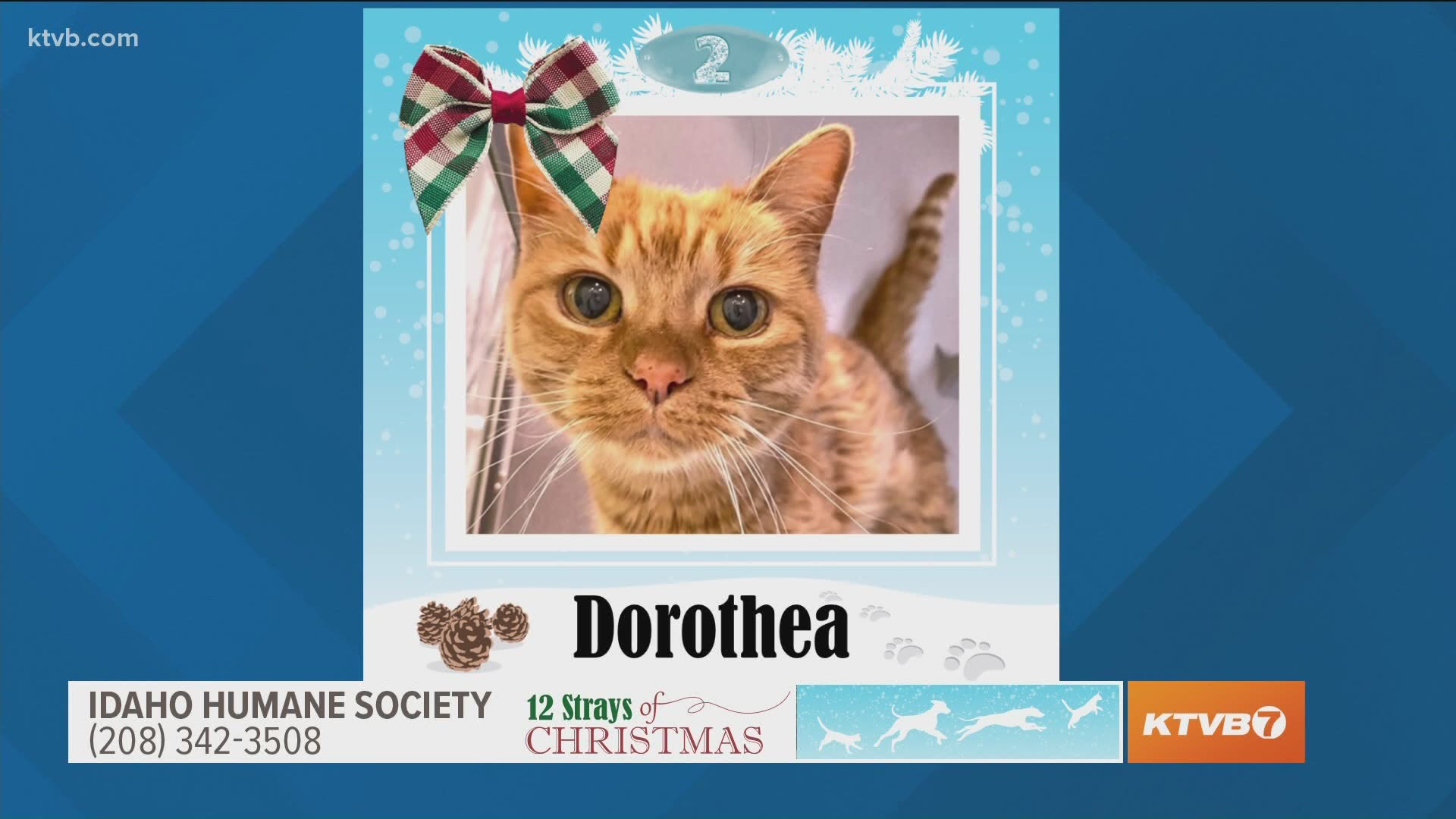 She is a senior pet that needs a home for the holidays.