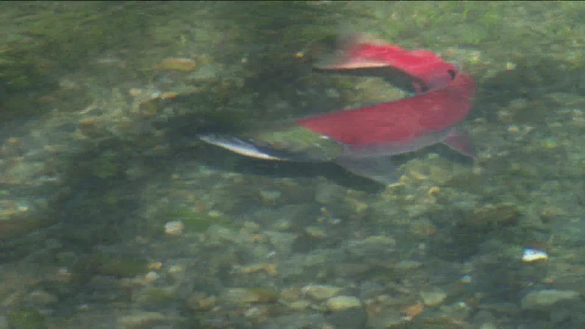 Through July 10th, 584 sockeye have crossed the Lower Granite Dam, located just 30 miles downstream from Lewiston.