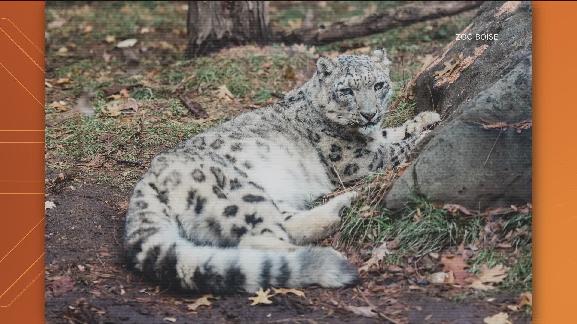 "Efforts become even more important when one of our beloved family members is diagnosed with cancer," Zoo Boise said of its commitment to caring for Kabita.