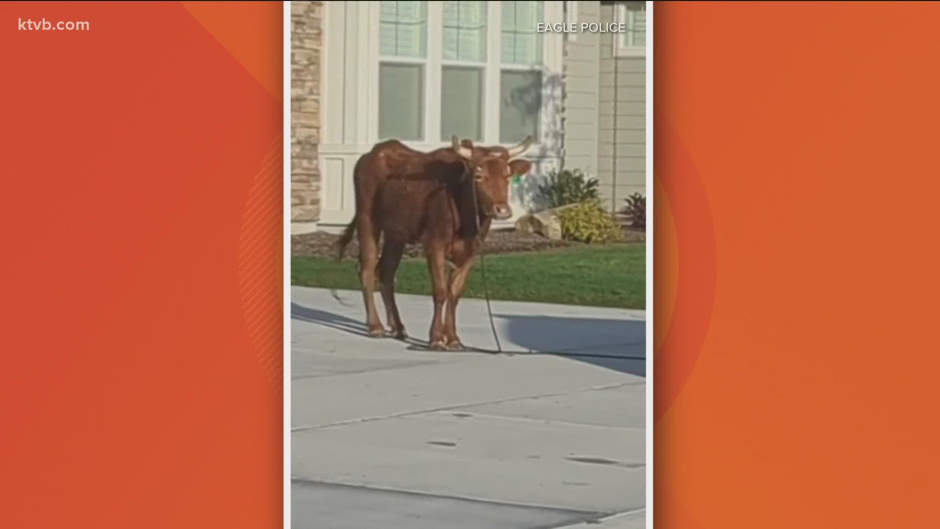 Eagle, Star police officers wrangle loose steer after two hours | ktvb.com