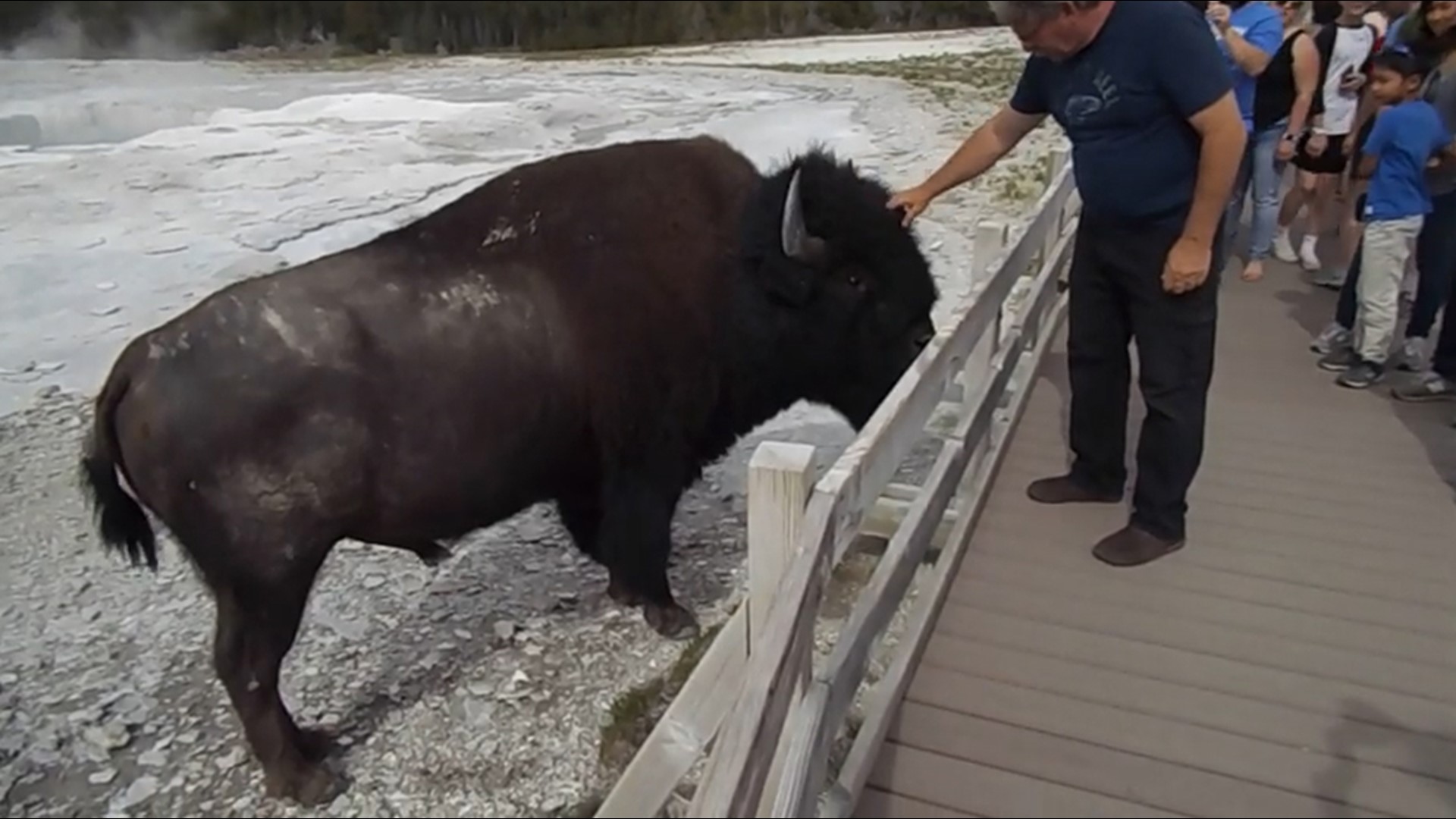 Video shows man petting bison on head at Yellowstone National Park