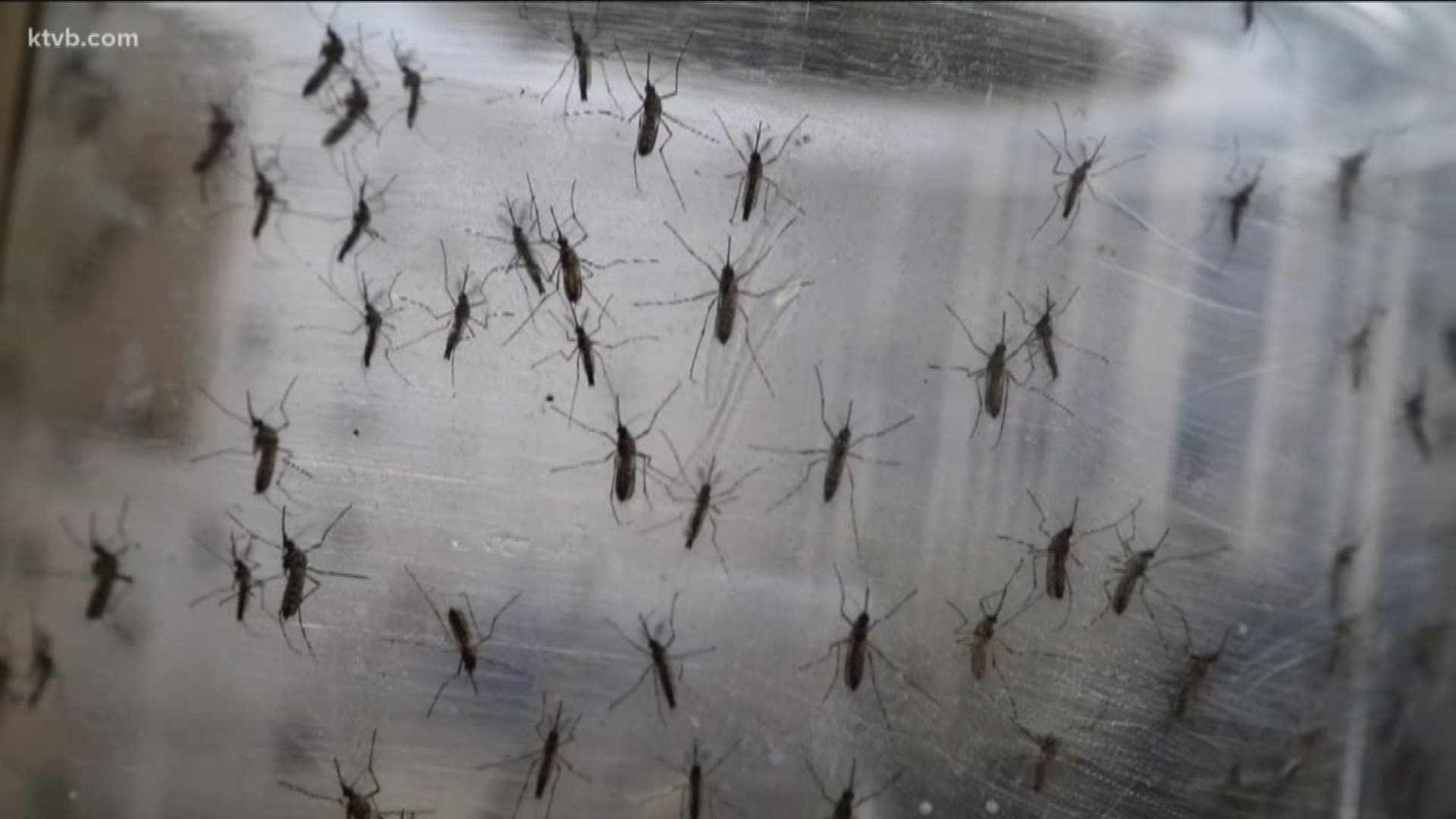 Just because there are more mosquitoes this year in the Treasure Valley, doesn't mean the chances of contracting West Nile Virus are also higher.