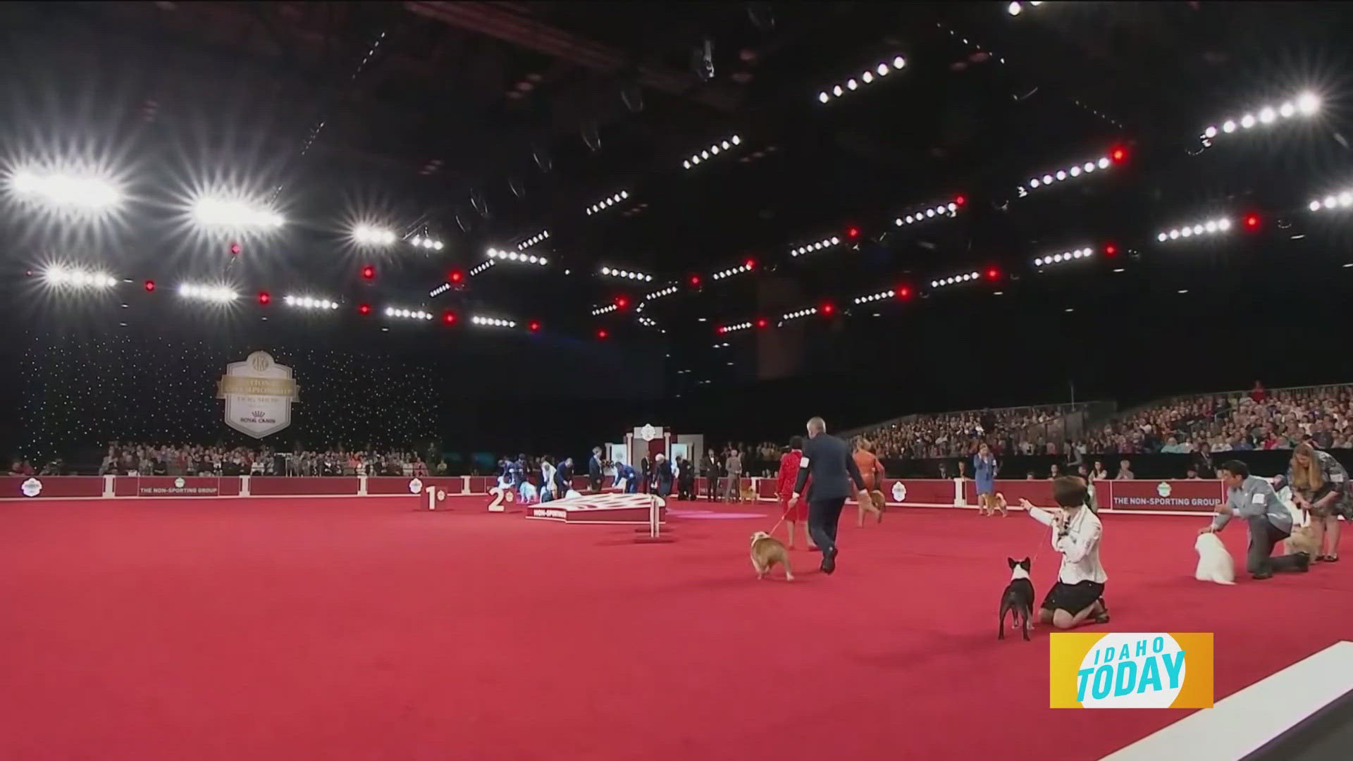 The 24th Annual AKC National Championship will hit your screen Dec. 29 in ABC