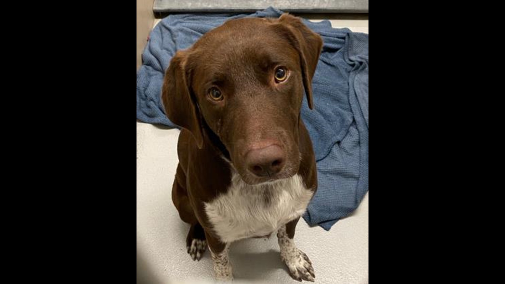 PHOTOS Lots of dogs, puppies in Boise need forever homes