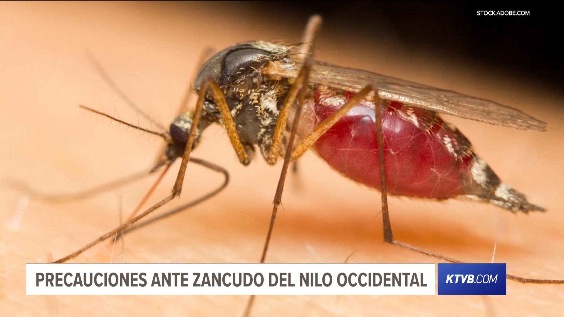 La temporada de mosquitos continúa en su punto más alto. El condado de Ada ofrece consejos sobre cómo protegerse del virus del Nilo Occidental esta temporada.