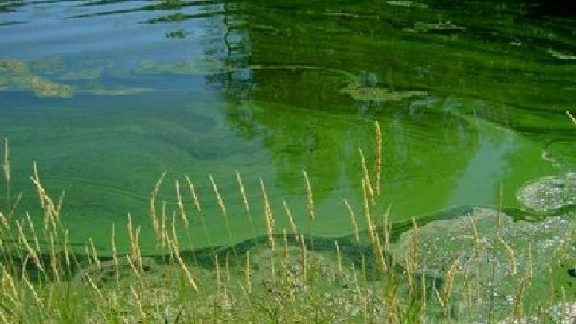 Harmful algal blooms found in Hells Canyon and Brownlee Reservoirs
