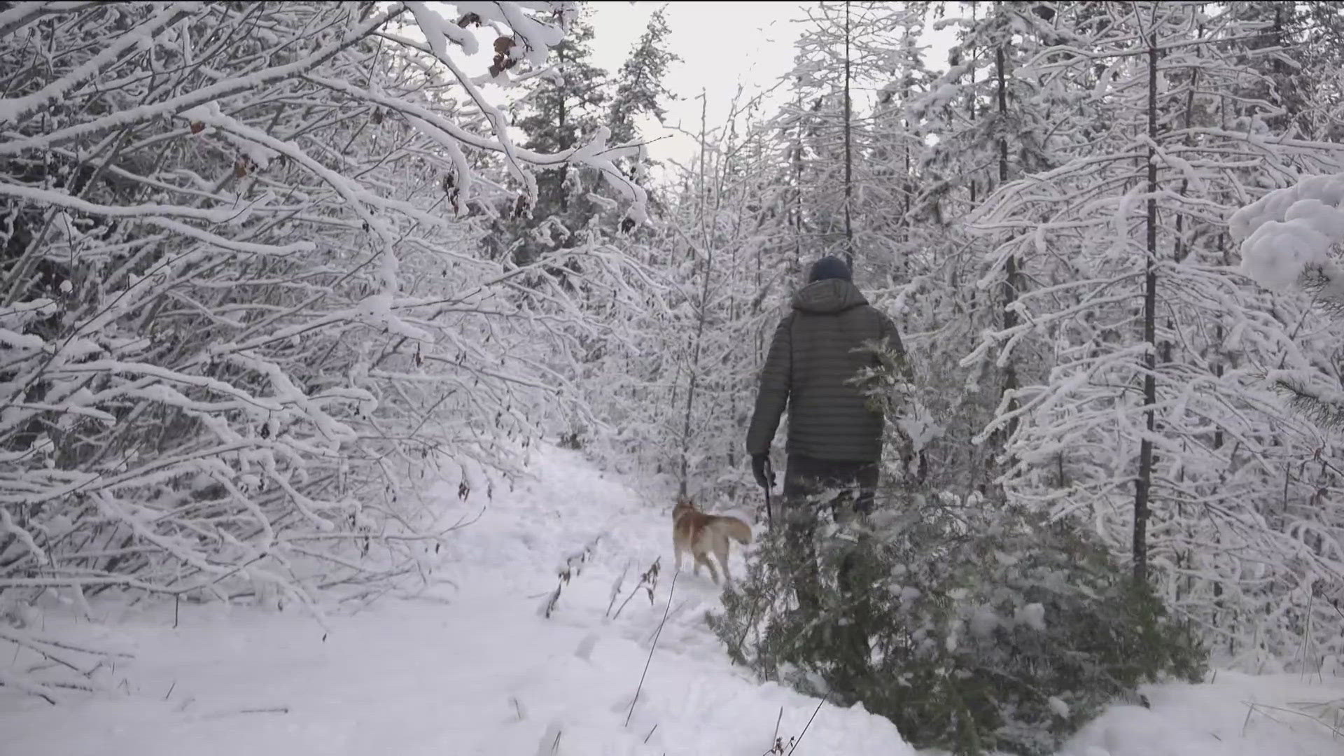 Starting at the end of November, families can buy permits to cut down Christmas trees in the Payette National Forest.