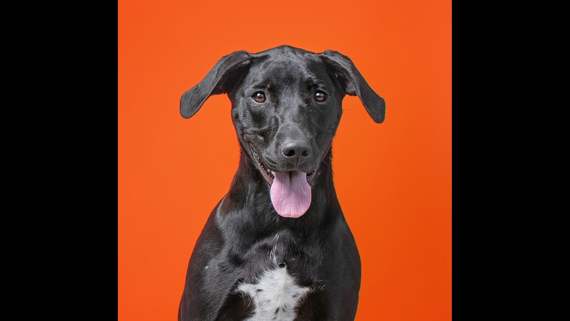 PHOTOS Lots of dogs, puppies in Boise need forever homes