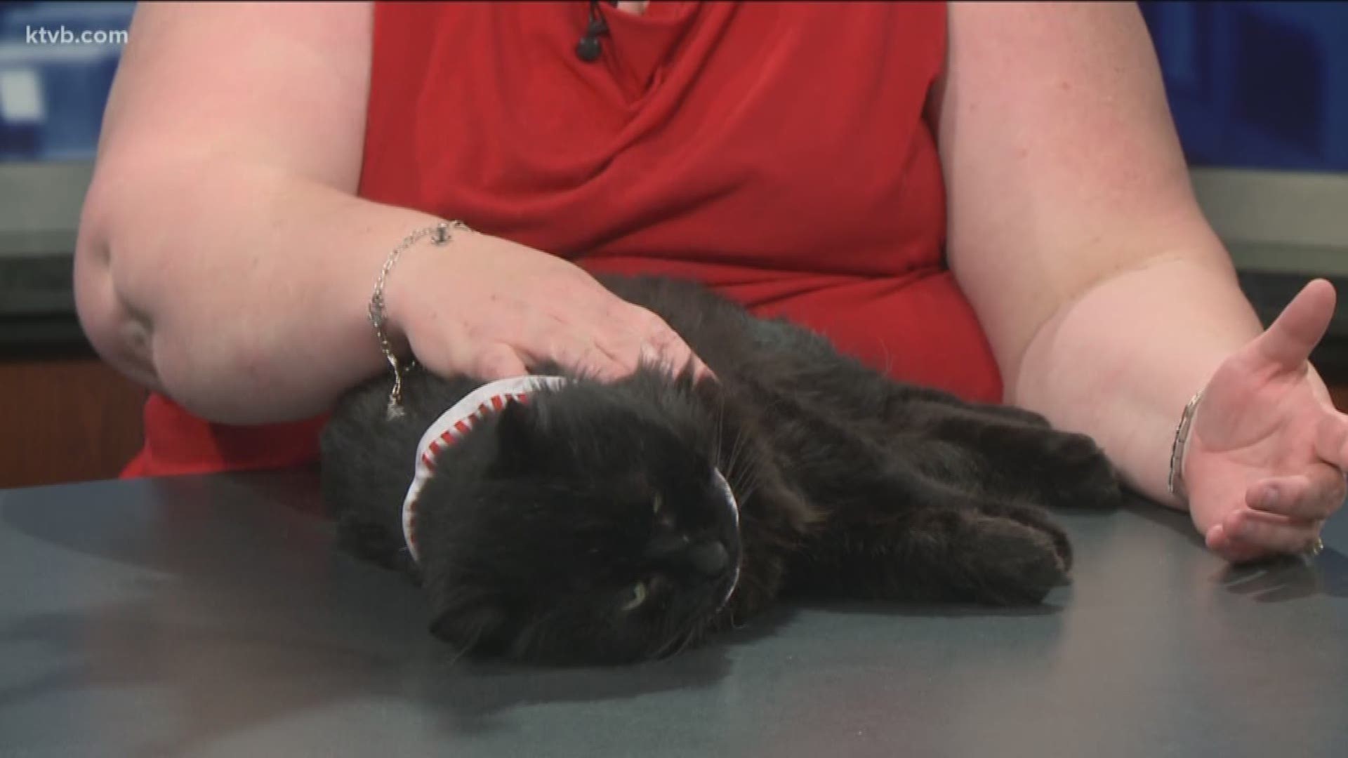 This black cat is ready for adoption now. It costs just $10 to take him home.