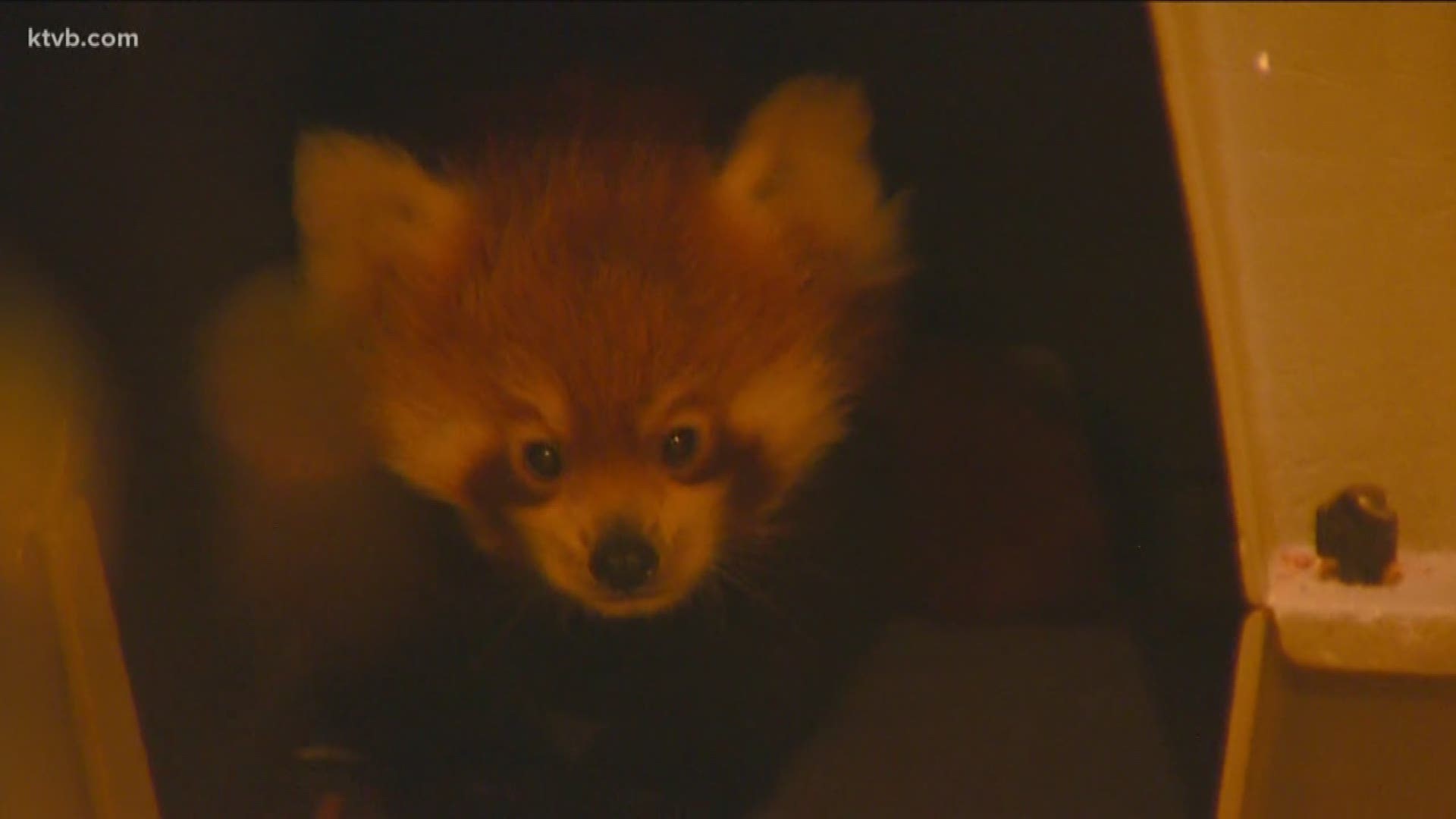 KTVB's Joe Parris gets an exclusive look at the zoo's newest addition - Spring, the baby red panda.