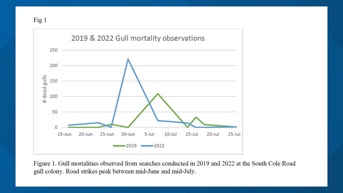 The mystery behind the gull mortality rate in Idaho | ktvb.com