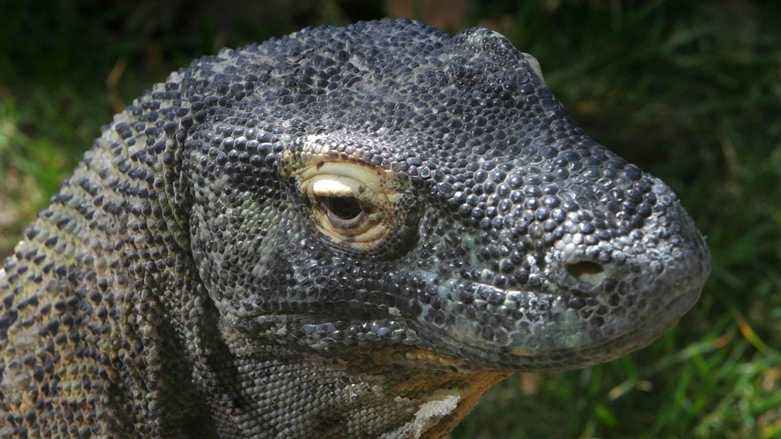 Zoo Boise's Komodo dragon Draco dies at 23 years old