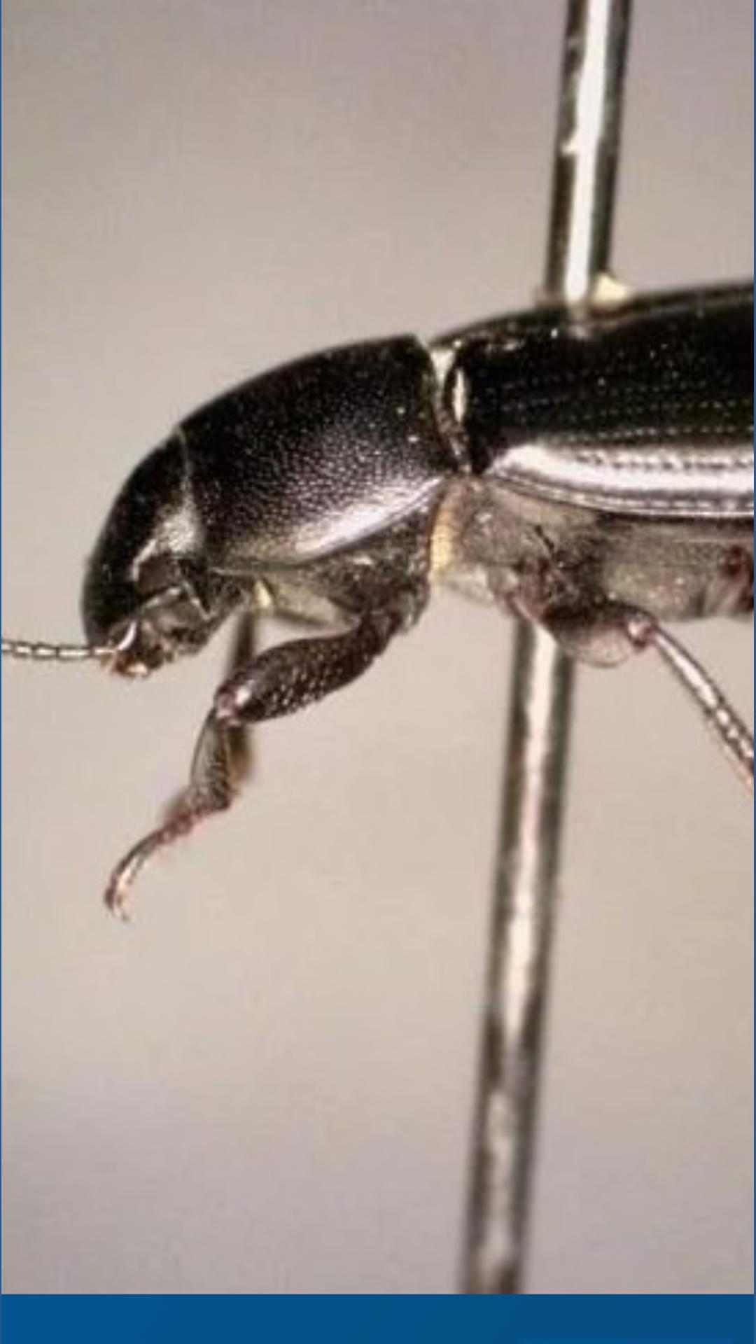 Boise Insects University of Idaho entomologist confirms Treasure Valley urban pest is ...