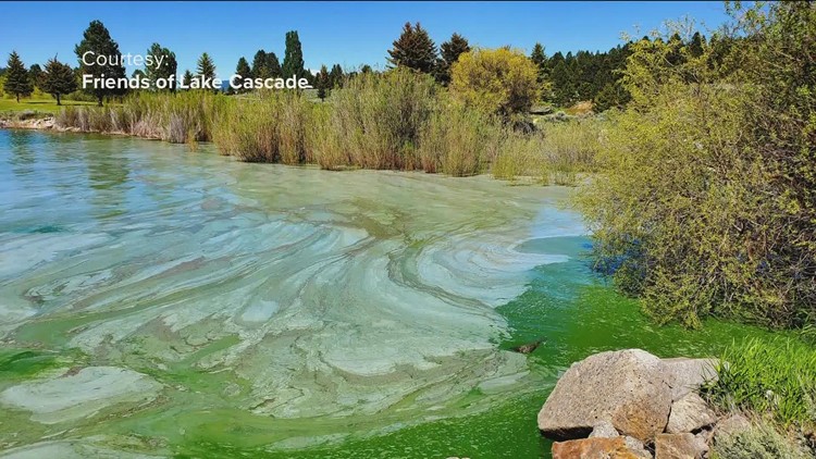 Lake Cascade algae bloom leaves green globs floating on water