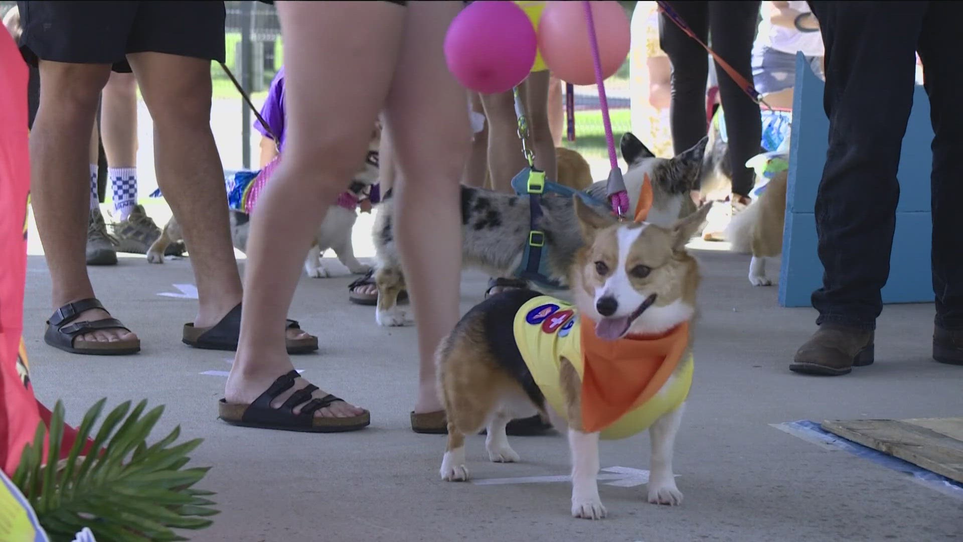 Boise Fest Furry friends show off costumes, talent