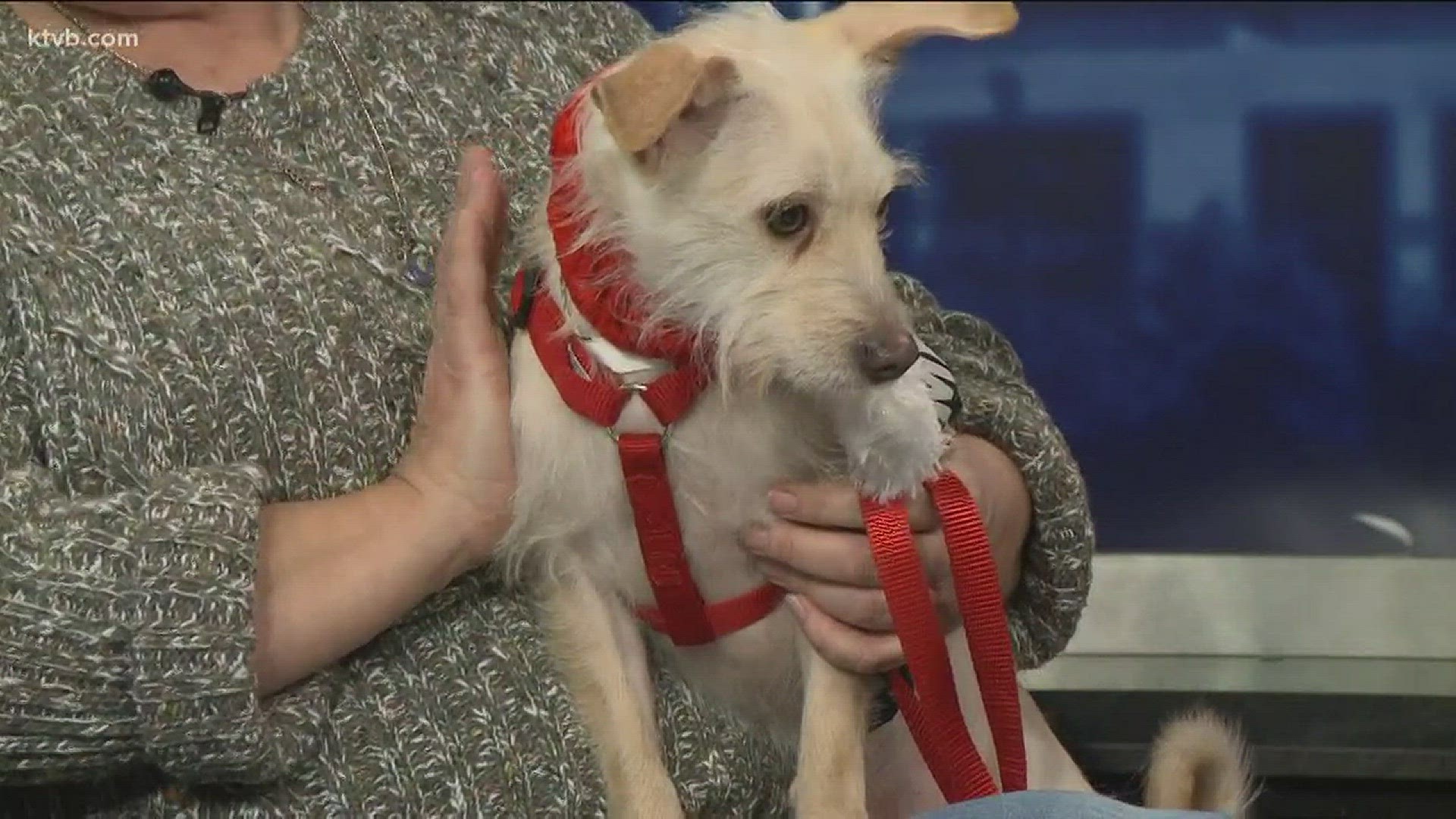 Stray #8 is Tyler. He is a 3-year-old terrier mix that transferred to Idaho from New Mexico