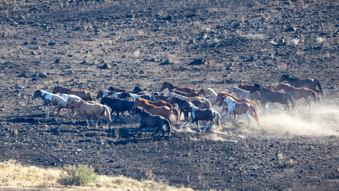 BLM gathers, houses 38 wild horses | ktvb.com