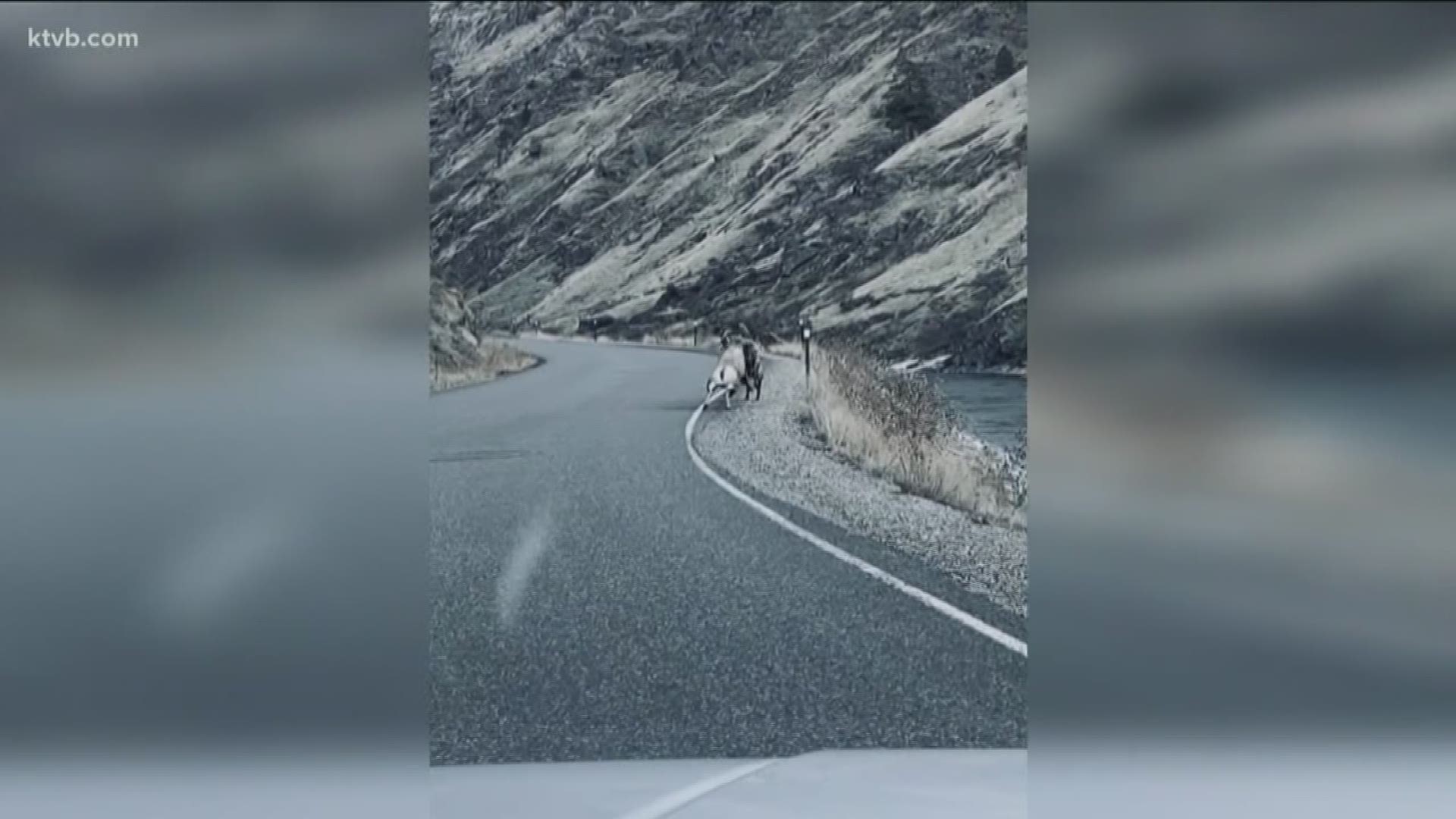 The video of the two bighorns battling was sent to us by a viewer.