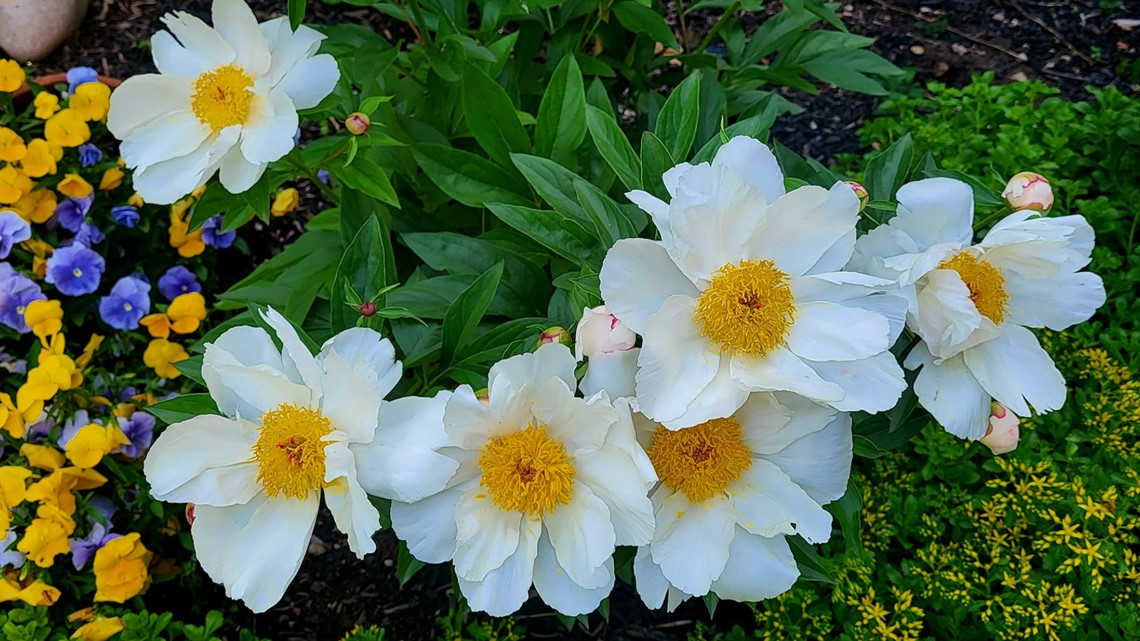 You Can Grow It: Featuring Idahoans' stunning photos for National Garden Week - Vimarsana News
