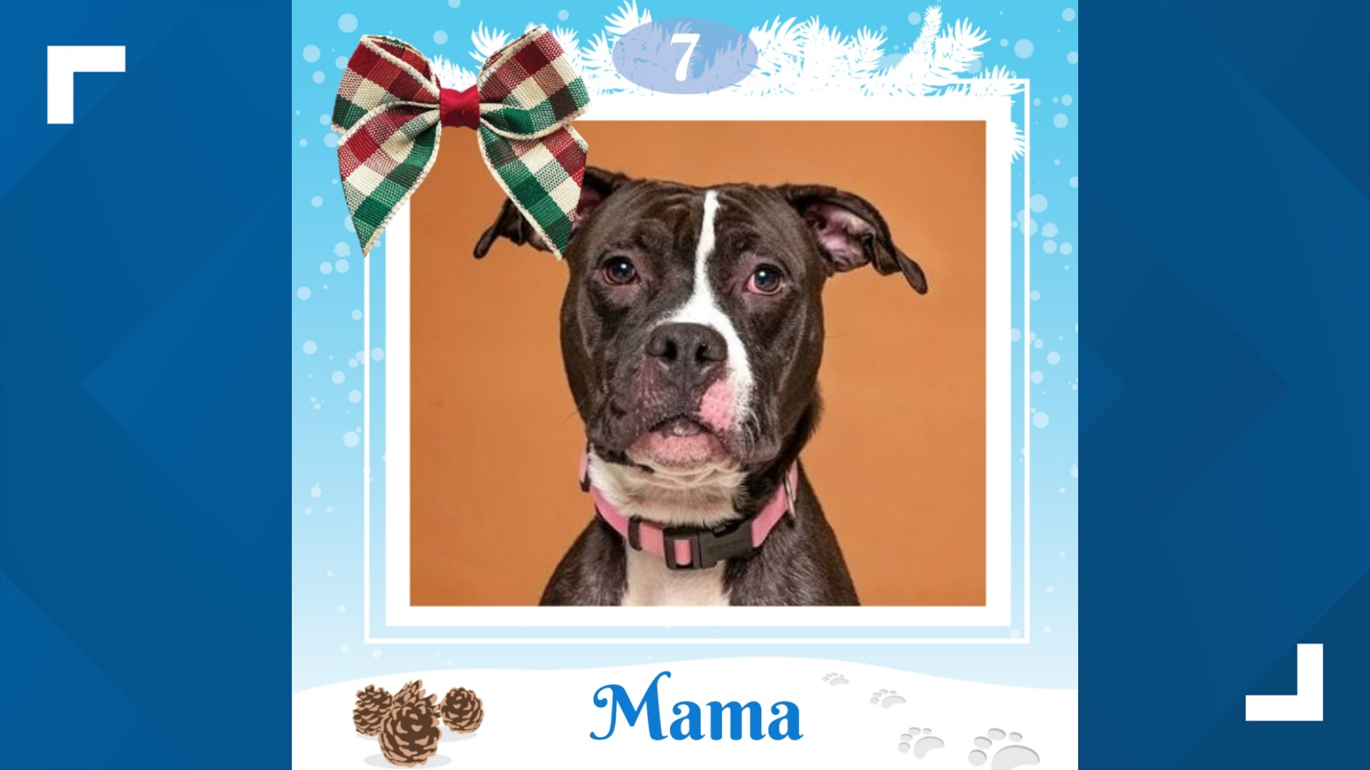 Mama is a loving 2-year-old female pit bull terrier. Now that all of her babies have been adopted, Mama is looking to find the perfect home and family of her own.