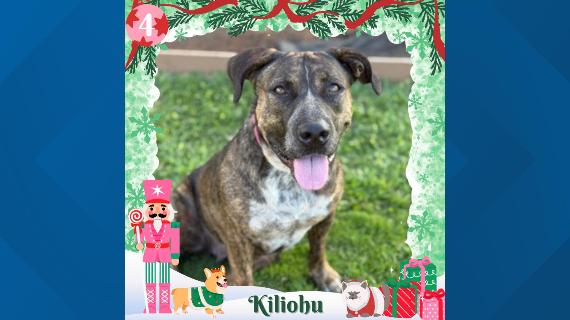 This pup has love to spare. She was originally came into a shelter in Hawaii, and has been transferred to Idaho, where she plans on finding the perfect family. 