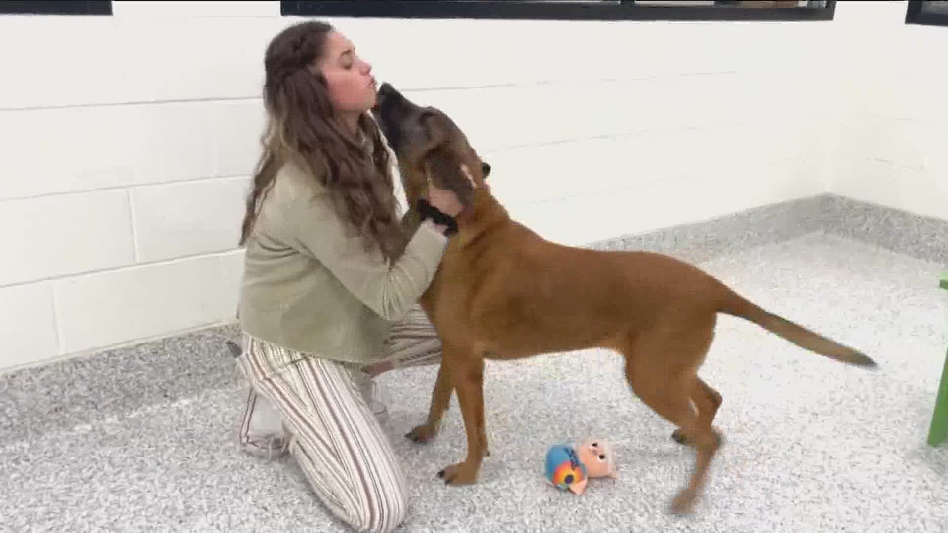 Looking for a furry friend this Christmas? KTVB will be featuring adoptable pets this month as part of the annual 12 Strays of Christmas Event.