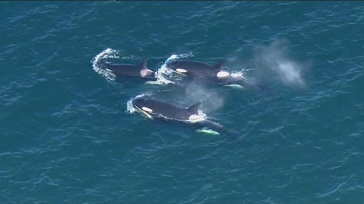 Whale sightings spike in Washington’s waters