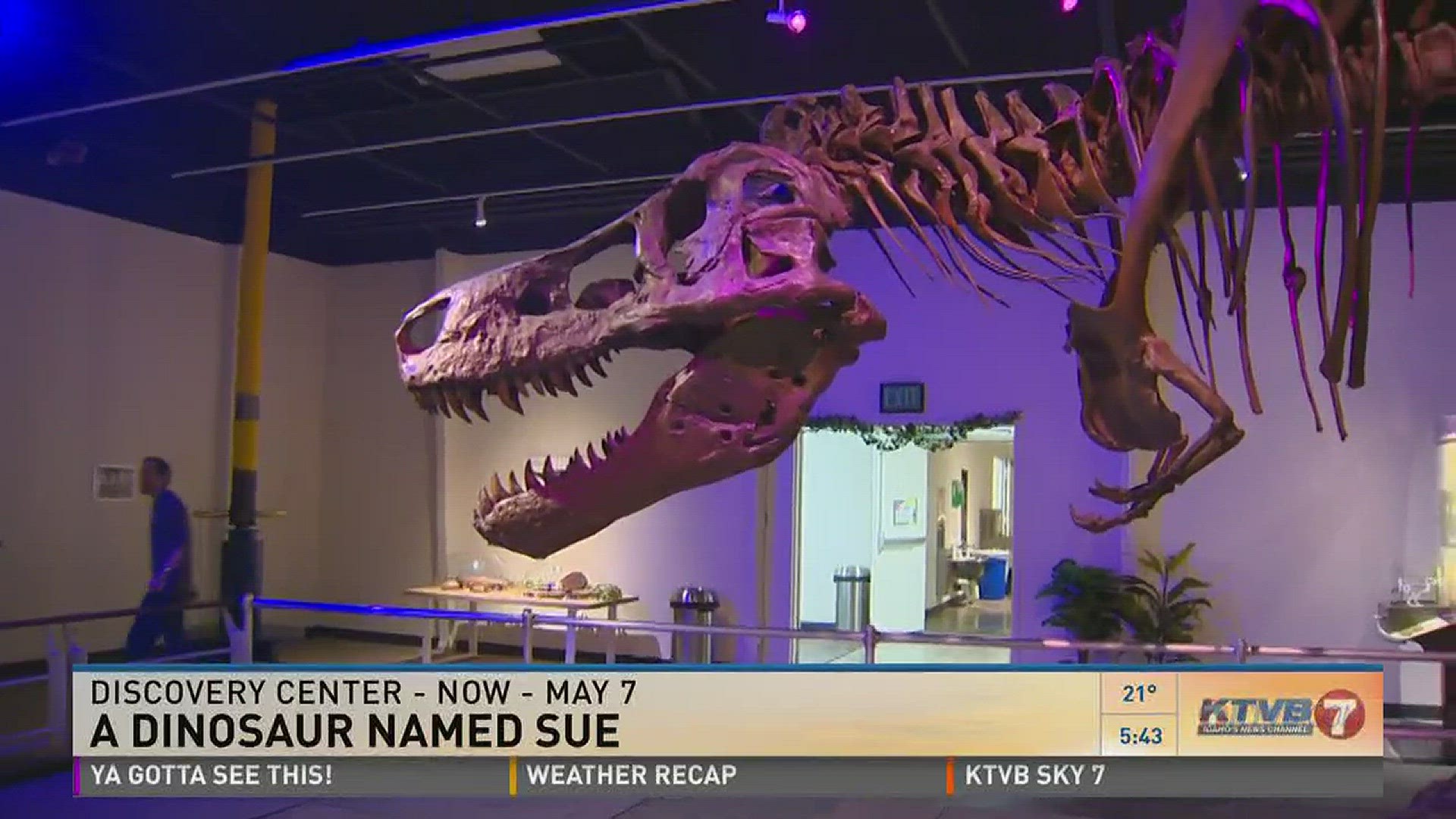 A Dinosaur named Sue