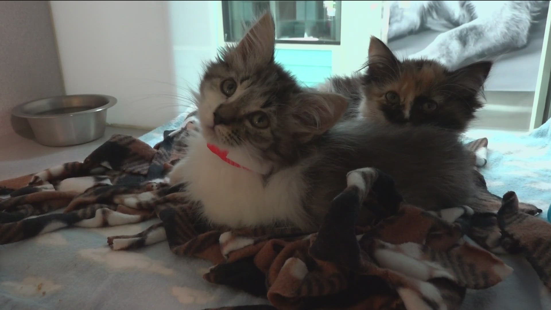 The Idaho Humane Society is taking in around 200 kittens per week and has received nearly 2,500 cats since the start of 2025.