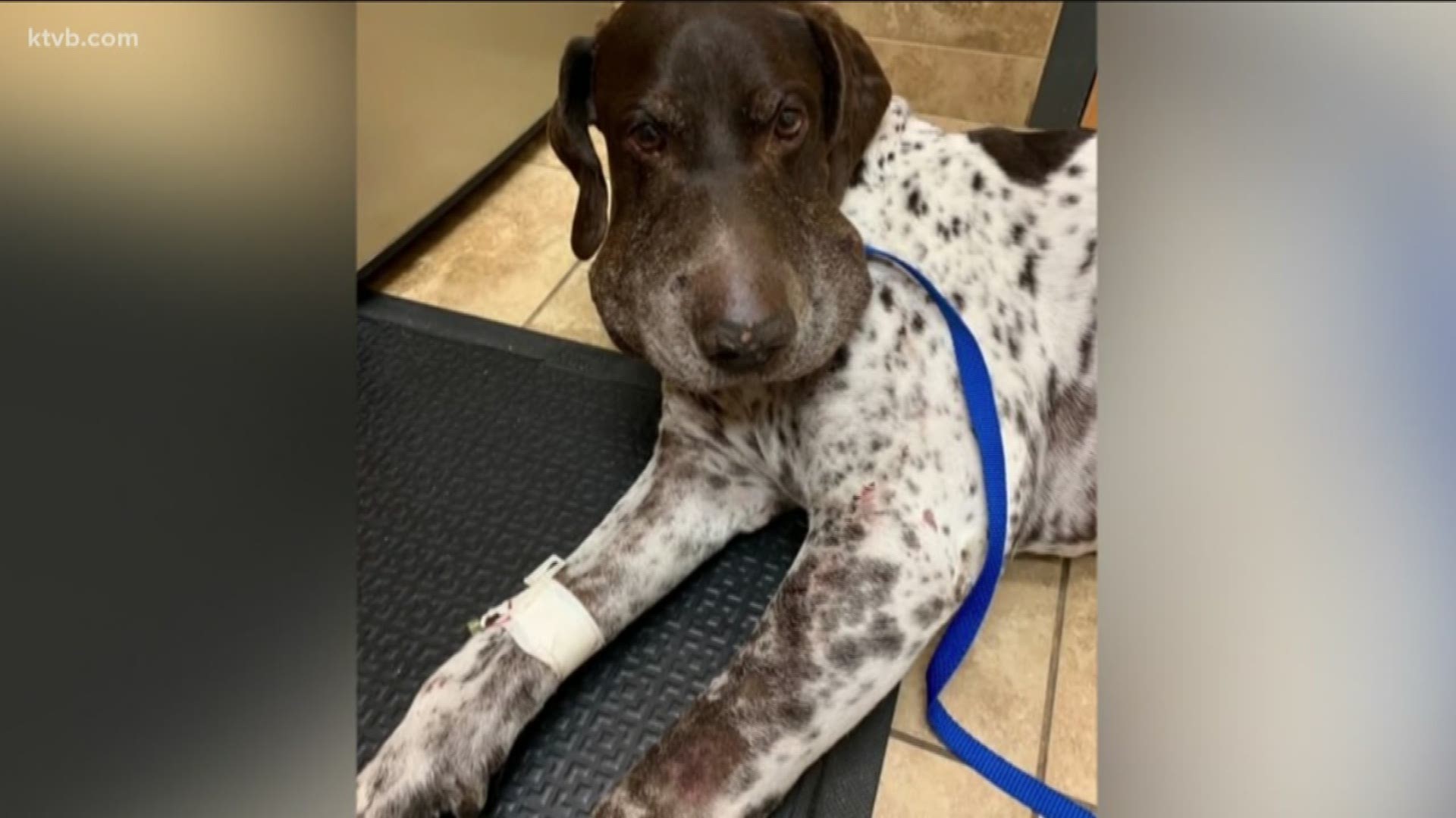 The dog's owners are sharing what happened so it will help others with pets.