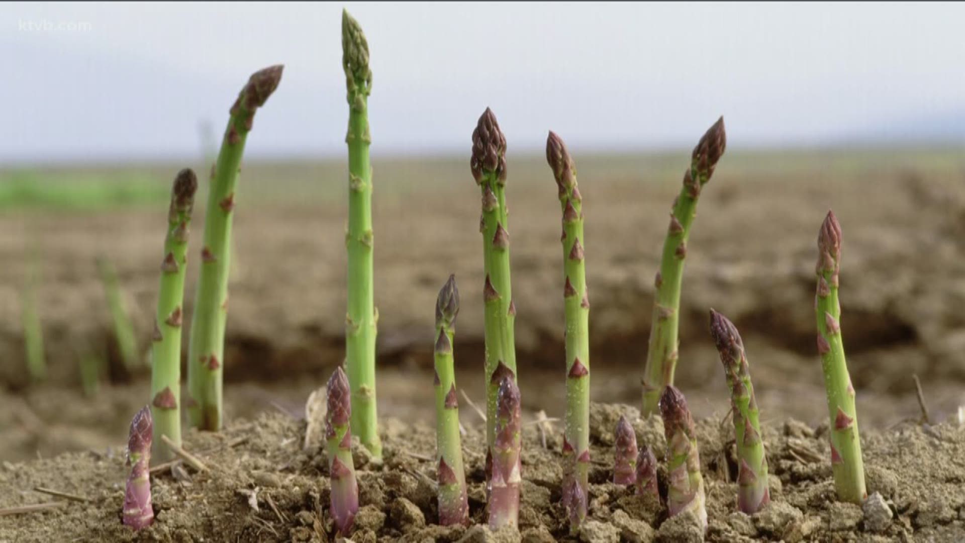 Jim Duthie shows us how to get started growing asparagus.