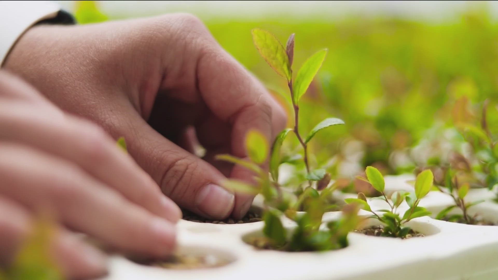 To celebrate Arbor Day The Idaho Forest Products Commission is giving away 20,000 seedlings for free.