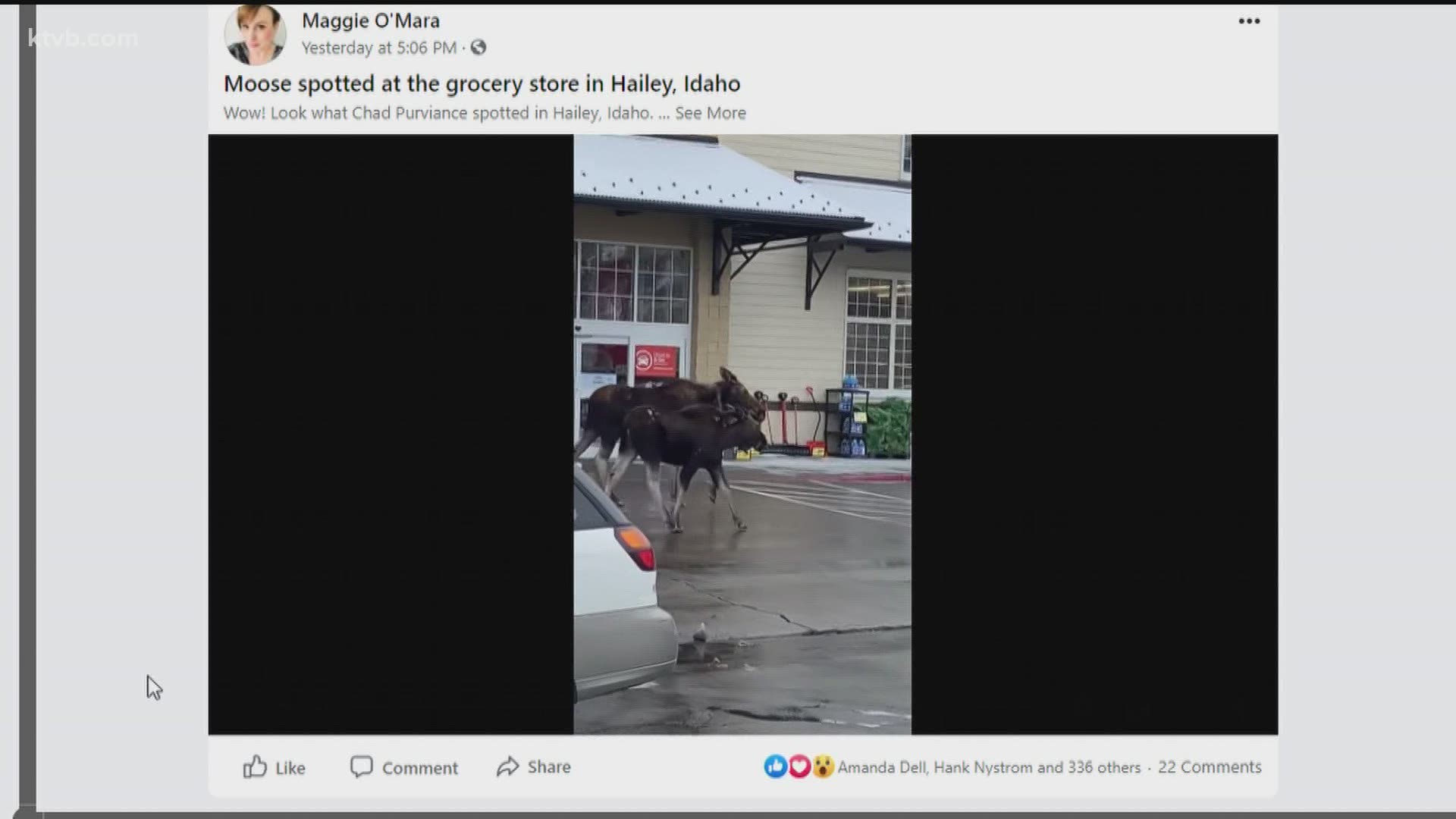 Chad Purviance spotted a couple of moose strolling by an Albertsons in Hailey, Idaho.