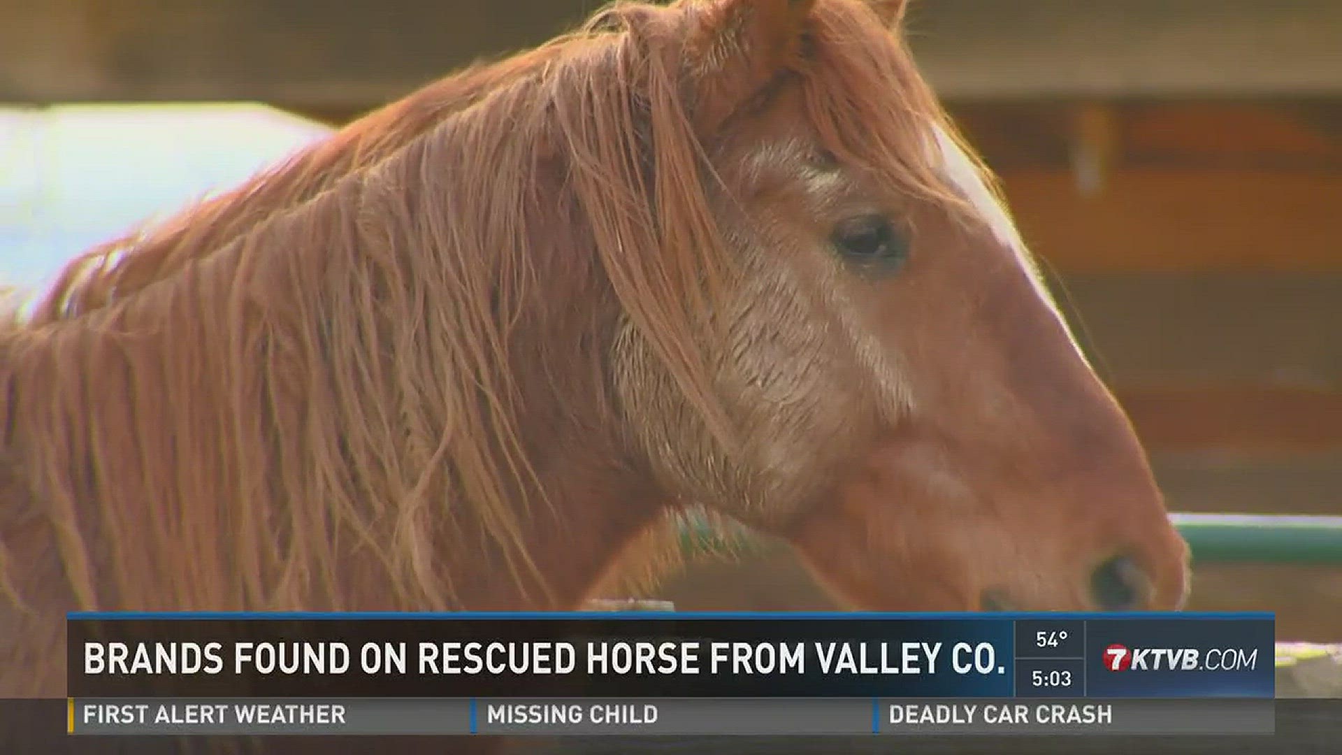 The horse, now known as "Ryat," has put on over 100 pounds since being rescued from a mountain in Valley County in January