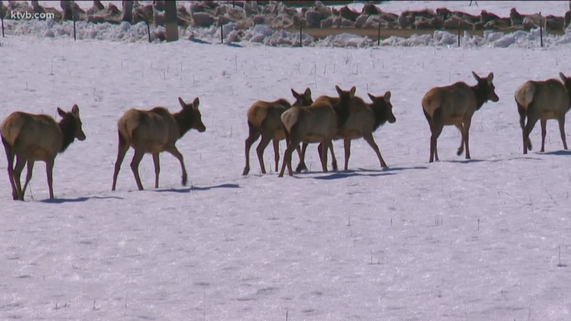 ISP warns of elk herd causing crashes near Pocatello
