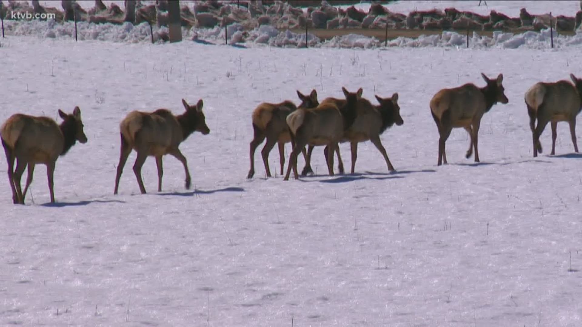 Idaho Fish and Game said 206 elk were killed and it was part of a research project to prevent elk from damaging private property and crops.