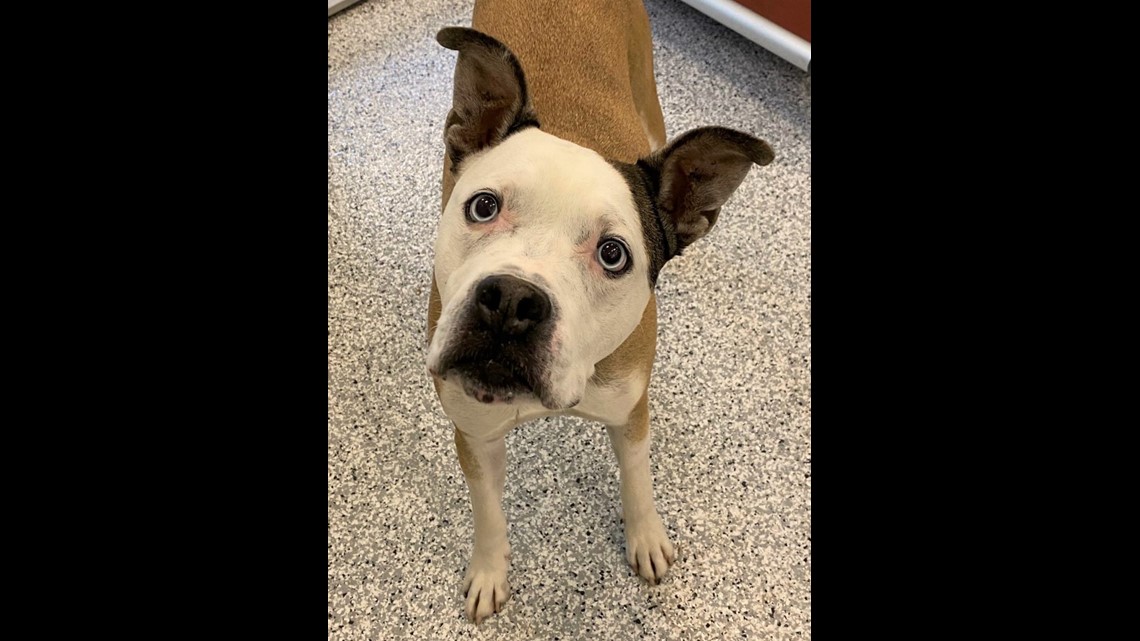 PHOTOS Lots of dogs, puppies in Boise need forever homes