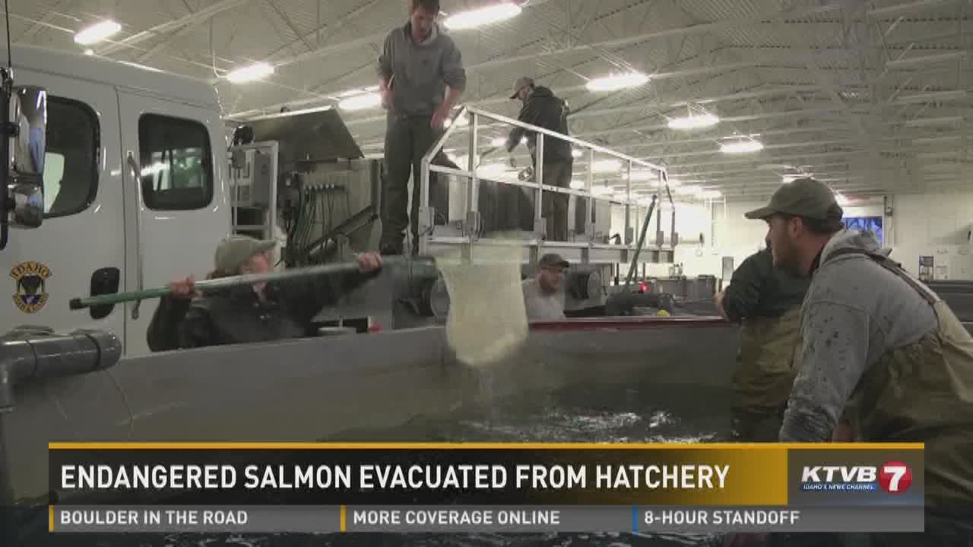 Sockeye salmon removed from floodthreatened hatchery in Eagle