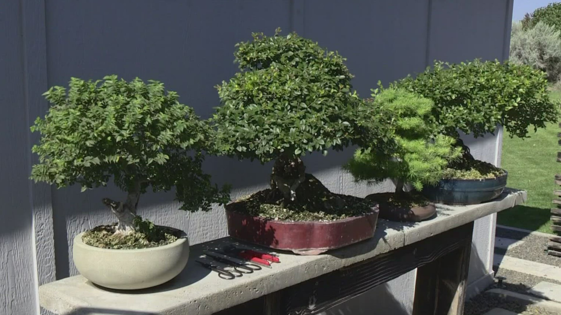 Would you like to combine your love of gardening with your artistic side? If so, then bonsai may be for you.