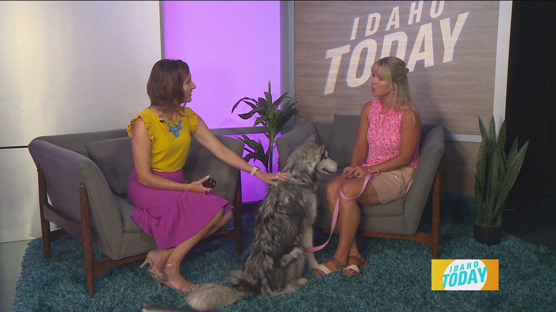 Idaho Today The latest adoptable pet at the Idaho Humane Society