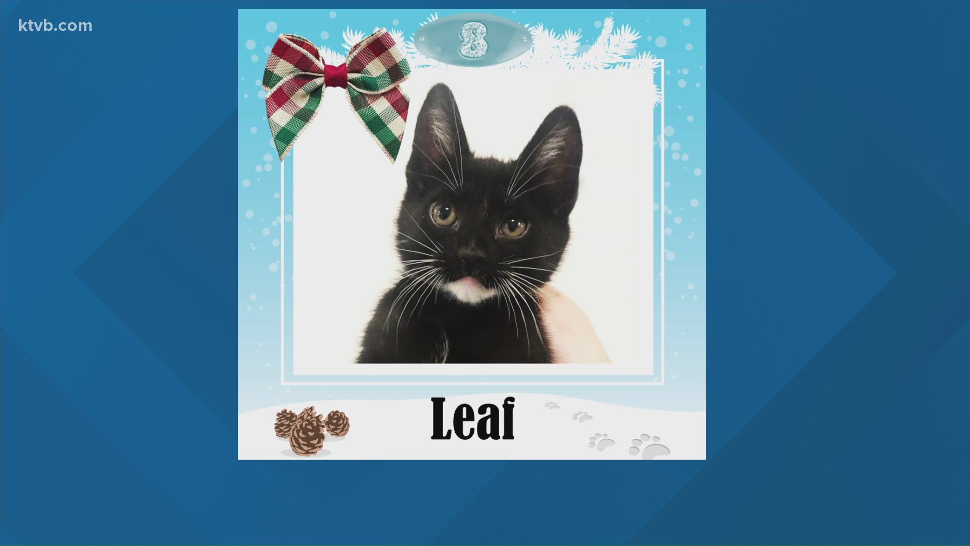 Leaf is quick to purr and play and will make a wonderful addition to your forever home.