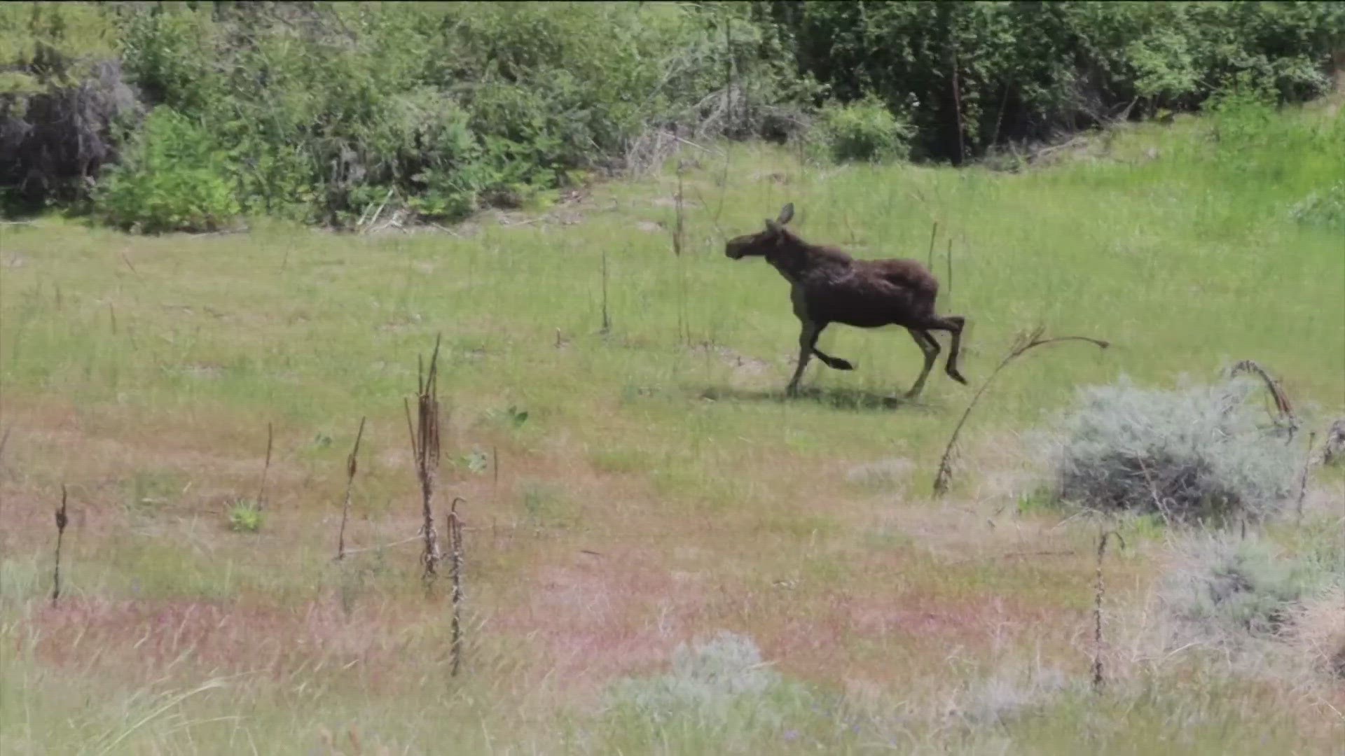 The young moose was spotted running all over the neighborhood, including running through Camel's Back park, and that's no bull.