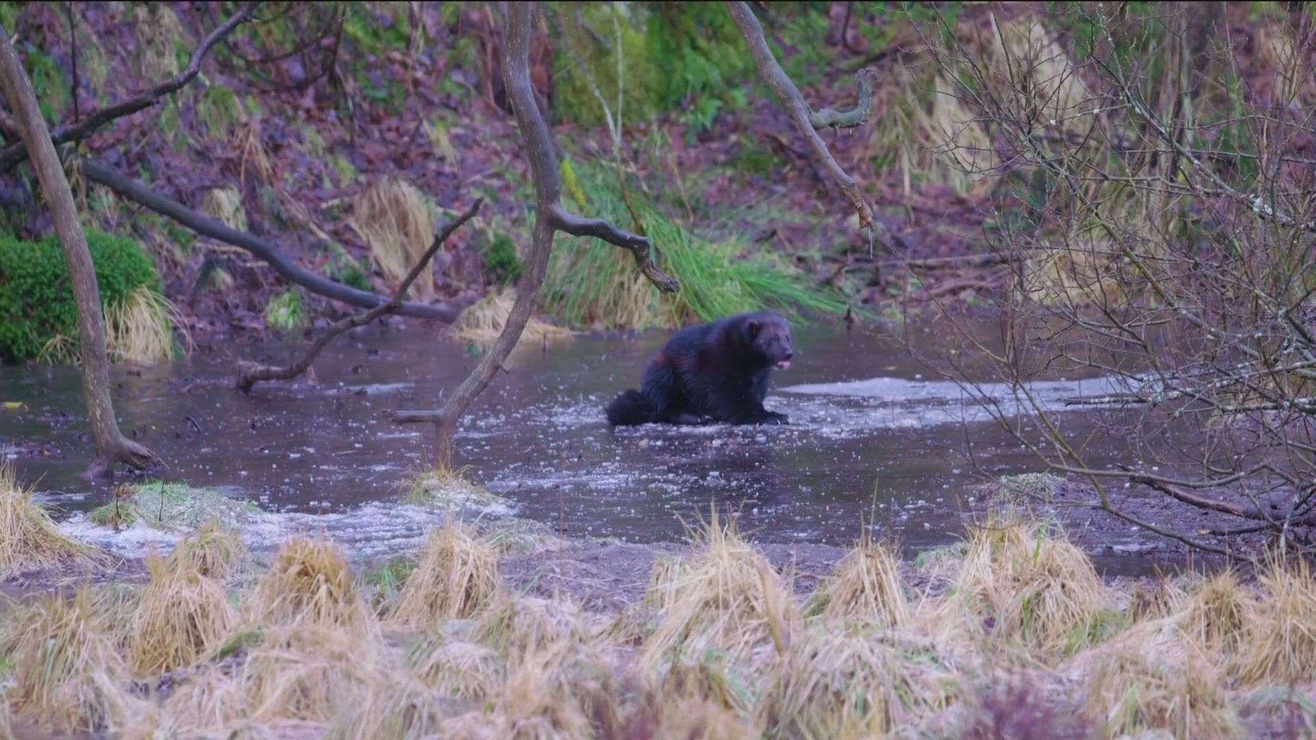 Montana Fish, Wildlife & Parks on Friday announced its intent to file a lawsuit after the U.S. Fish and Wildlife Service listed wolverines as a threatened species.