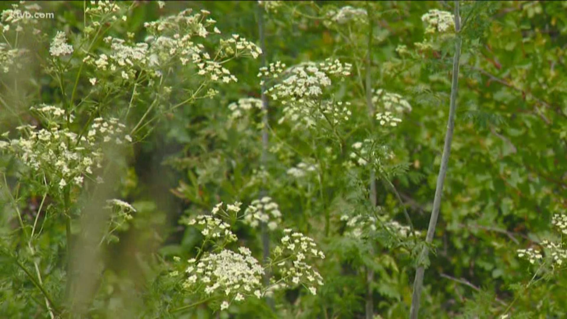 If you are headed outdoors you need to be on the lookout for this deadly plant.